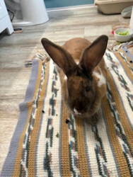 Found/Stray  Rabbit last seen South Lincoln Heights, Los Angeles, CA 90031