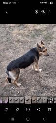 Lost Female Dog last seen Giles n Genito , Amelia Court House, VA 23002