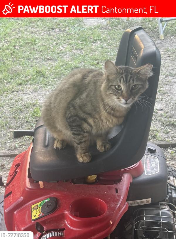 Lost Male Cat last seen Off of Jacks Branch Rd near Green Tree Circle, Cantonment, FL 32533