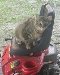 Lost Male Cat last seen Off of Jacks Branch Rd near Green Tree Circle, Cantonment, FL 32533