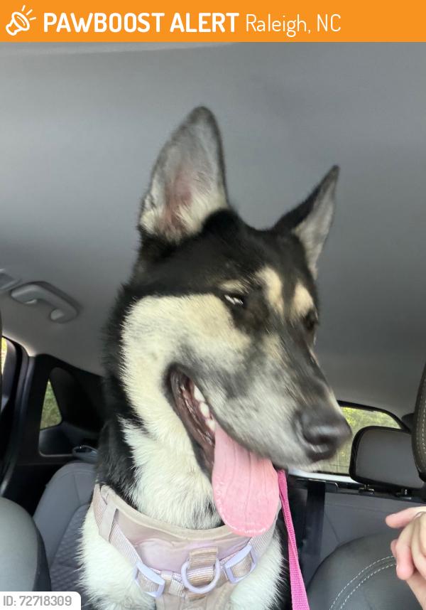 Found/Stray Female Dog last seen New Bern Ave near Corporation Parkway, Raleigh, NC 27610