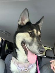 Found/Stray Female Dog last seen New Bern Ave near Corporation Parkway, Raleigh, NC 27610