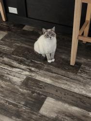 Lost Male Cat last seen Purcell ln and stubbs bridge road, Spotsylvania Courthouse, VA 22551