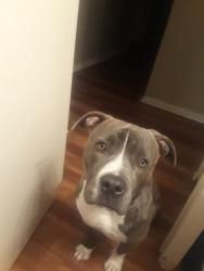 Lost Male Dog last seen Winchester park community , Edgecliff Village, TX 76134
