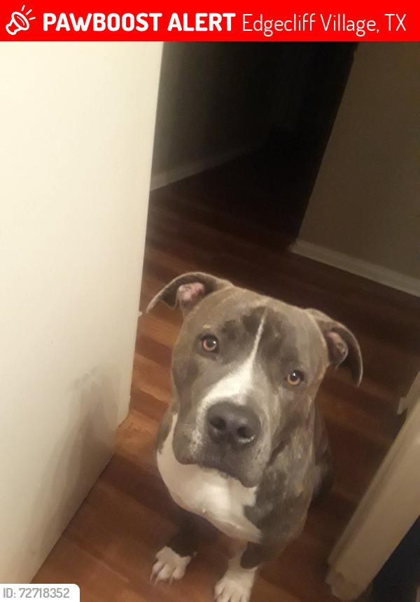 Lost Male Dog last seen Winchester park community , Edgecliff Village, TX 76134