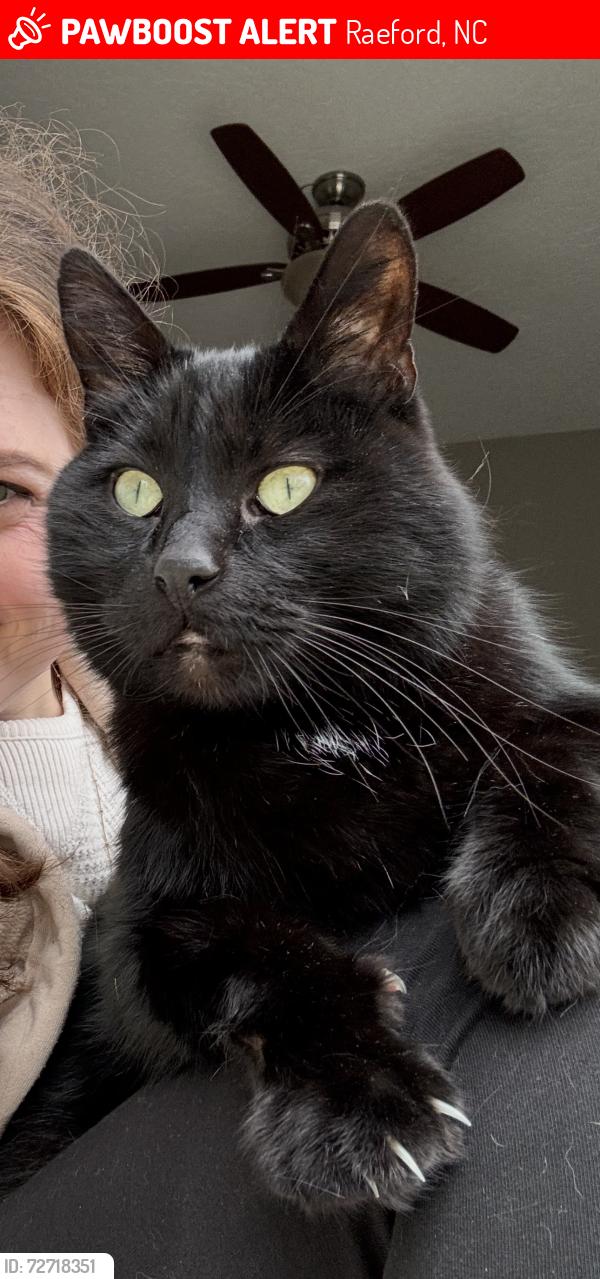 Lost Male Cat last seen Townsend rd, Raeford, NC 28376