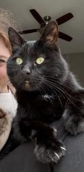 Lost Male Cat last seen Townsend rd, Raeford, NC 28376