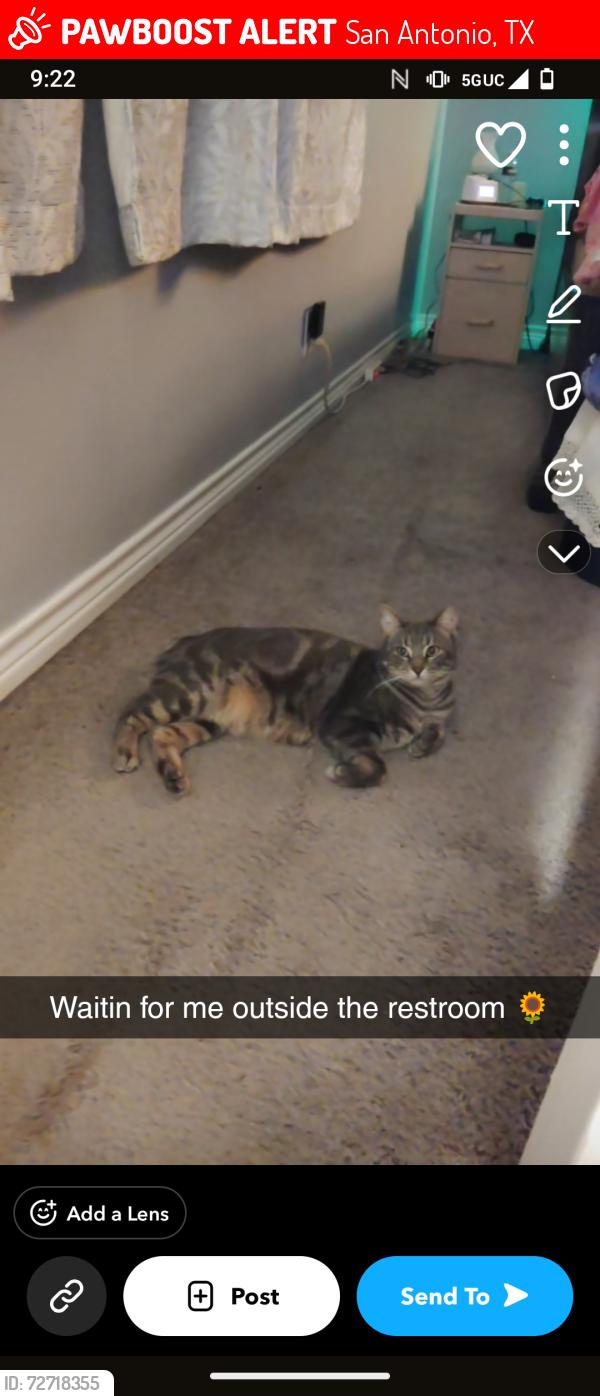 Lost Female Cat last seen Villages, San Antonio, TX 78218