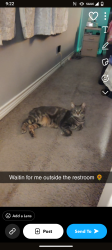 Lost Female Cat last seen Villages, San Antonio, TX 78218