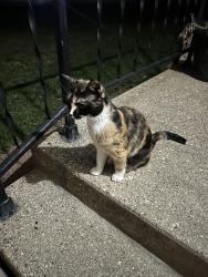 Found/Stray Female Cat last seen Lawson and Jennie Dr Machesney Park, Machesney Park, IL 61115