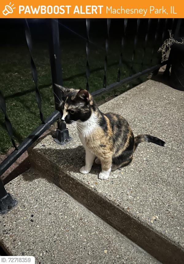 Found/Stray Female Cat last seen Lawson and Jennie Dr Machesney Park, Machesney Park, IL 61115
