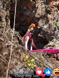 Lost Female Dog last seen Mizzou Campus, Columbia, MO 65211