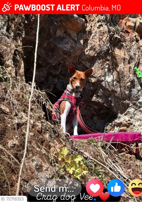 Lost Female Dog last seen Mizzou Campus, Columbia, MO 65211