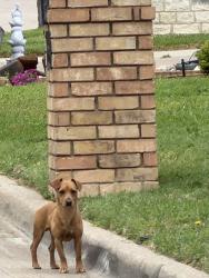Found/Stray Unknown Dog last seen Diamond Point & Emerald Park Blvd, Arlington, TX 76017