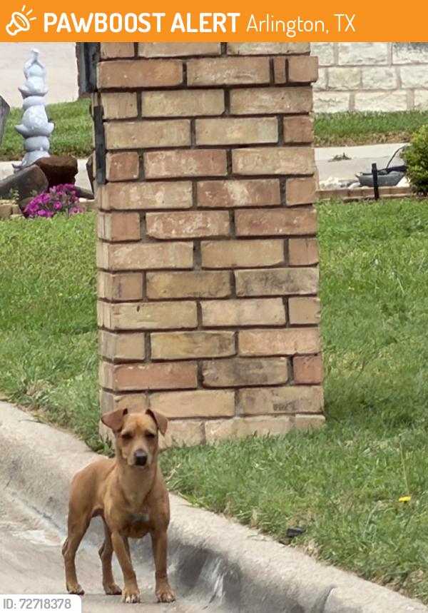 Found/Stray Unknown Dog last seen Diamond Point & Emerald Park Blvd, Arlington, TX 76017