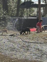 Lost Female Dog last seen Near Julian st , Greensboro, NC 27406