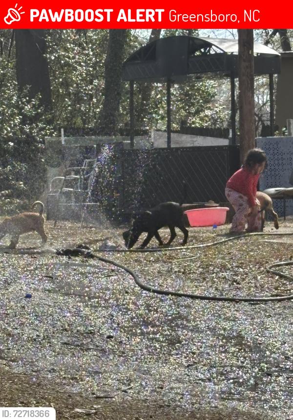 Lost Female Dog last seen Near Julian st , Greensboro, NC 27406