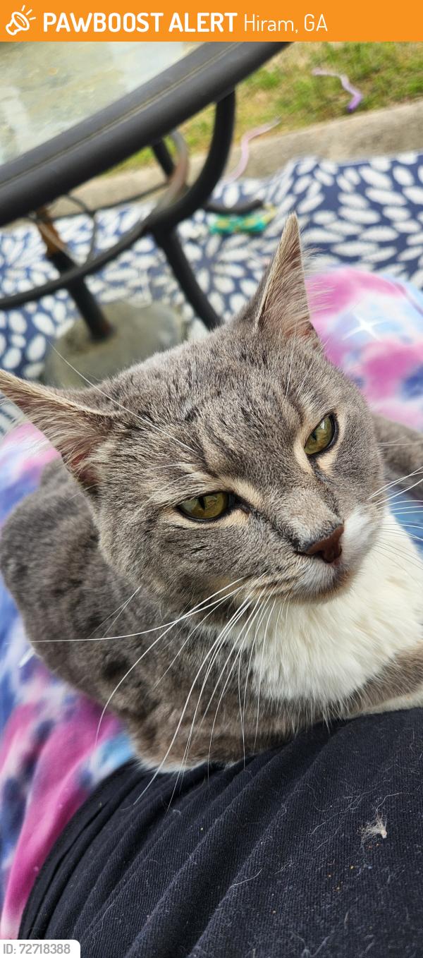 Found/Stray Male Cat last seen Pine valley rd, Hiram, GA 30141