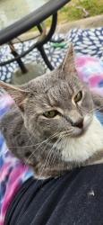 Found/Stray Male Cat last seen Pine valley rd, Hiram, GA 30141