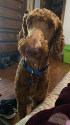 Lost Male Dog last seen Hurricane Lake Rd , Benton, AR 72019