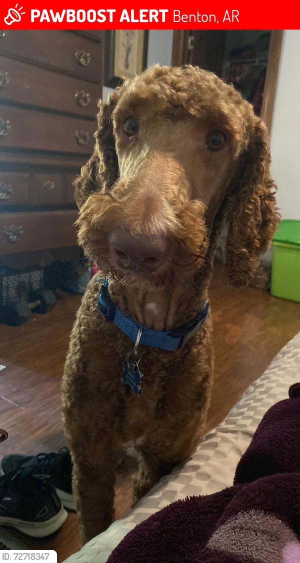 Lost Male Dog last seen Hurricane Lake Rd , Benton, AR 72019