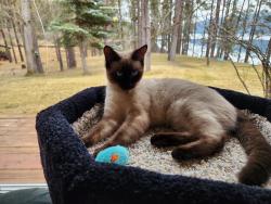 Lost Female Cat last seen Glenhaven neighborhood, Mukilteo Boulevard   EVERETT WA  4800 block of W Glenhaven DR., Snohomish County, WA 98203