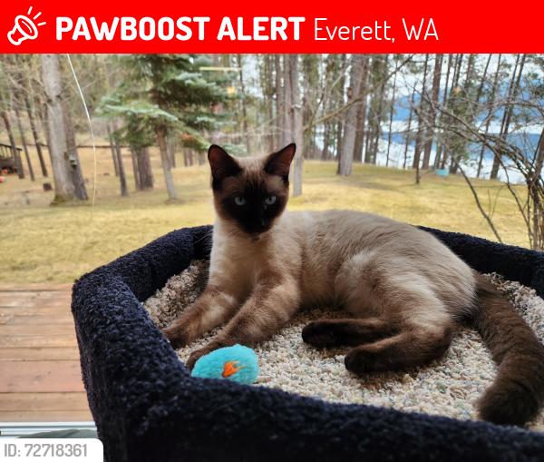 Lost Female Cat last seen Glenhaven neighborhood, Mukilteo Boulevard   EVERETT WA  4800 block of W Glenhaven DR., Snohomish County, WA 98203