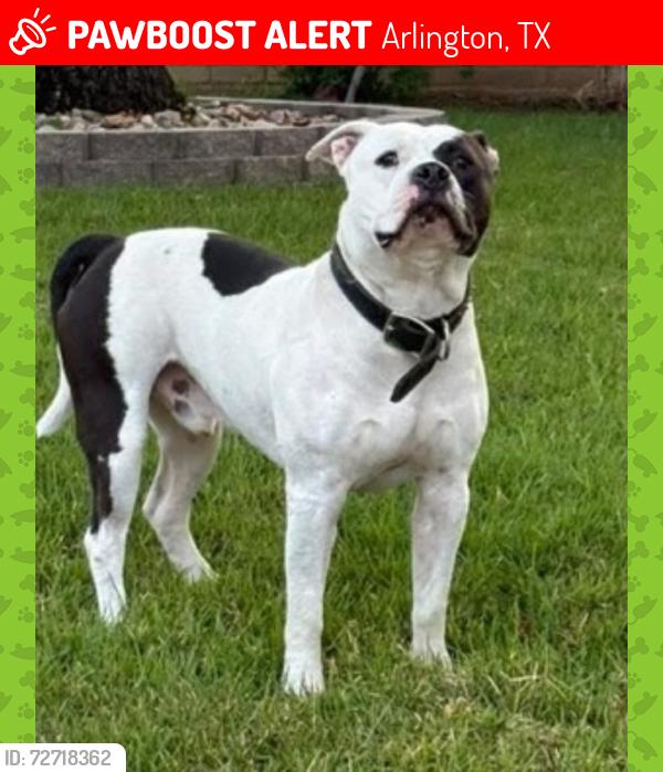 Lost Male Dog last seen Near near Martin , Arlington, TX 76017