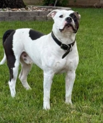Lost Male Dog last seen Near near Martin , Arlington, TX 76017