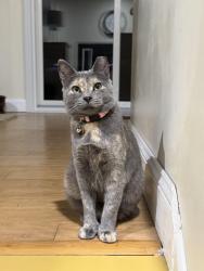 Lost Female Cat last seen Running in backyard next to Fitz Lake, Eagan, MN 55123