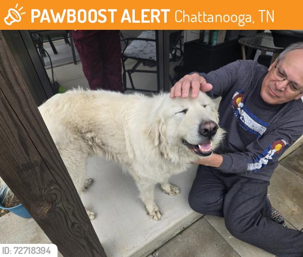 Found/Stray Unknown Dog last seen Mountain Creek Rd., Chattanooga, TN 37415