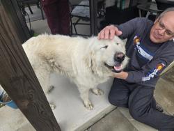 Found/Stray Unknown Dog last seen Mountain Creek Rd., Chattanooga, TN 37415