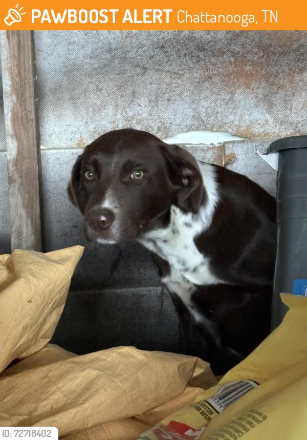 Found/Stray Male Dog last seen Central, Chattanooga, TN 37343