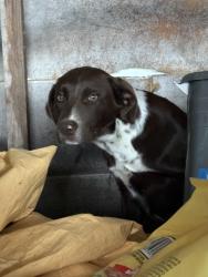 Found/Stray Male Dog last seen Central, Chattanooga, TN 37343