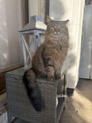 Lost Male Cat last seen Poplar Hill Elementary, Murfreesboro, TN 37129