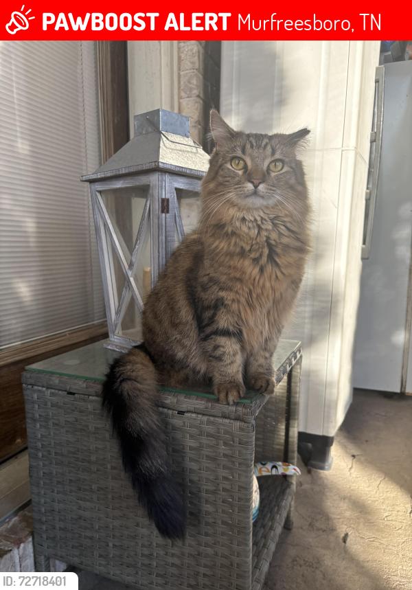 Lost Male Cat last seen Poplar Hill Elementary, Murfreesboro, TN 37129