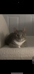 Lost Male Cat last seen Near the lofts on Hanes mall, Winston-Salem, NC 27103