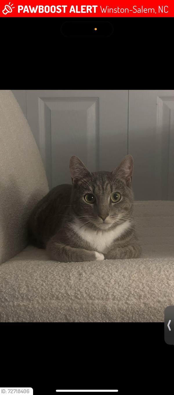 Lost Male Cat last seen Near the lofts on Hanes mall, Winston-Salem, NC 27103