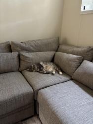 Lost Male Cat last seen Near Joes Hopper Rd, Columbus, OH 43230