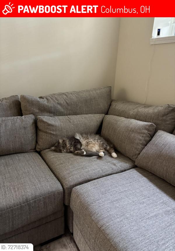 Lost Male Cat last seen Near Joes Hopper Rd, Columbus, OH 43230