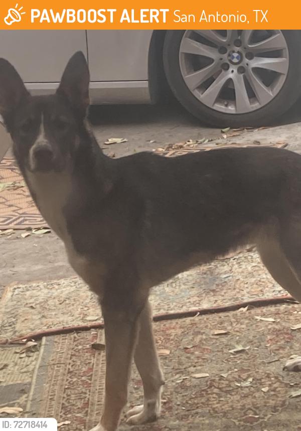Found/Stray Unknown Dog last seen Byrnes, San Antonio, TX 78209