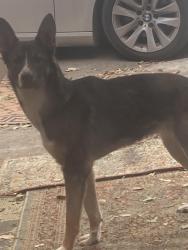 Found/Stray Unknown Dog last seen Byrnes, San Antonio, TX 78209