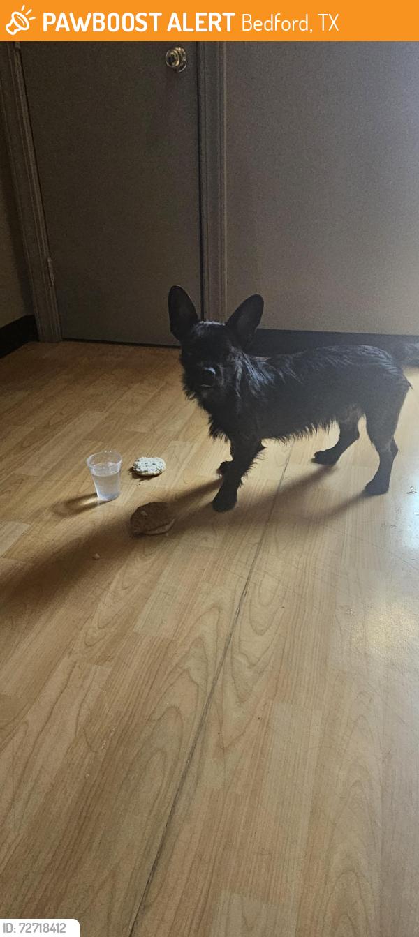 Found/Stray Male Dog last seen At Sportclips , Bedford, TX 76021