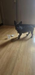 Found/Stray Male Dog last seen At Sportclips , Bedford, TX 76021