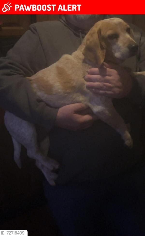 Lost Female Dog last seen Cassville Mo Big M campground, Roaring River Township, MO 65625