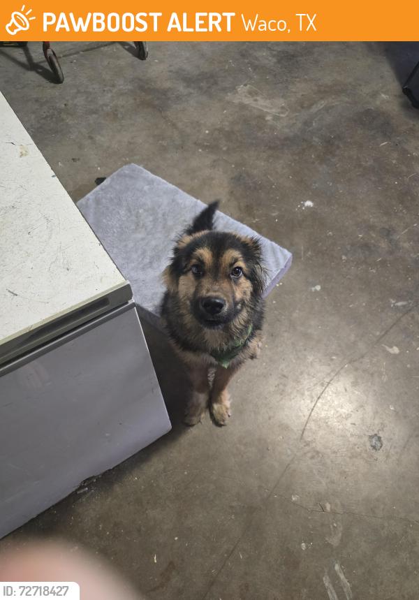 Found/Stray Unknown Dog last seen Ramada, Regal, Waco, TX 76712