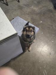 Found/Stray Unknown Dog last seen Ramada, Regal, Waco, TX 76712