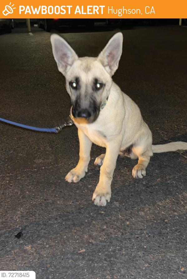 Found/Stray Female Dog last seen River Bluff Regional Park Ceres, Hughson, CA 95326