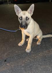 Found/Stray Female Dog last seen River Bluff Regional Park Ceres, Hughson, CA 95326