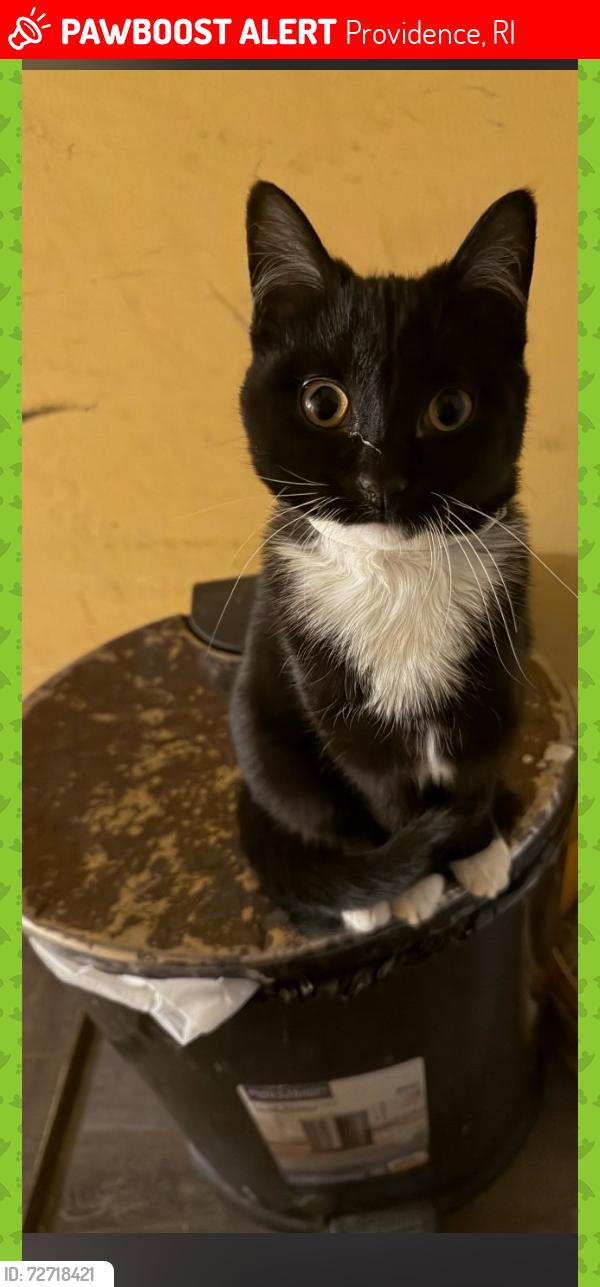 Lost Female Cat last seen Near Broad St /Payton St Providence 02905, Providence, RI 02905